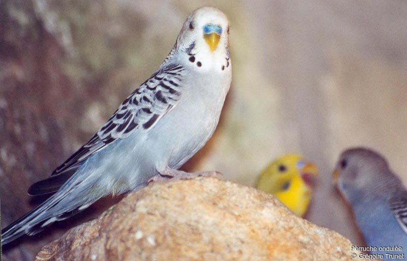 Budgerigar