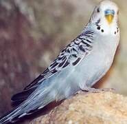 Budgerigar