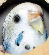 Budgerigar