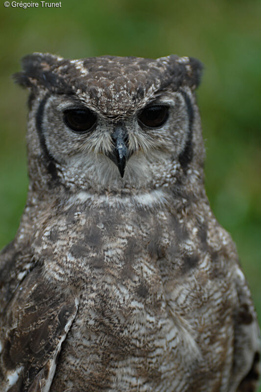 African Scops Owl