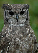 African Scops Owl