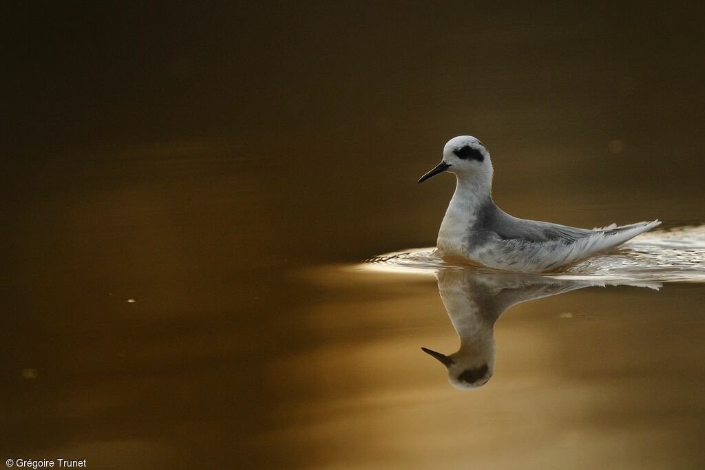 Phalarope à bec large