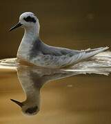 Red Phalarope