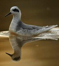 Phalarope à bec large