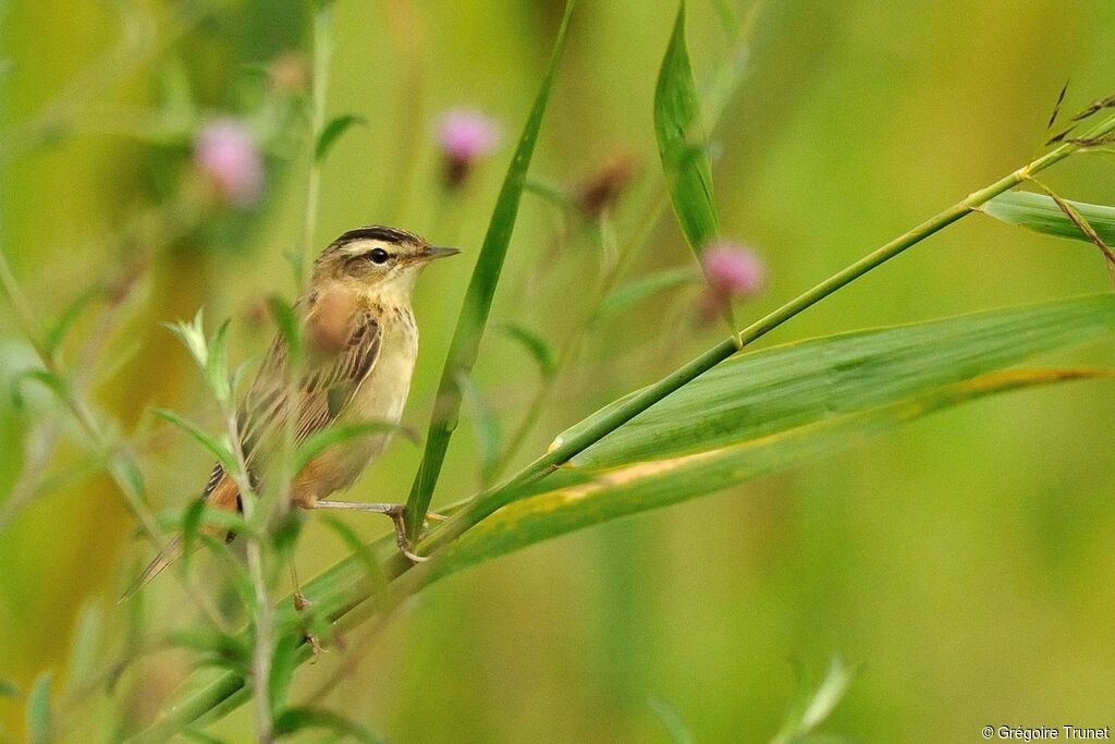 Sedge Warbler