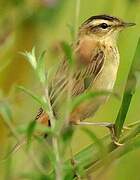 Sedge Warbler