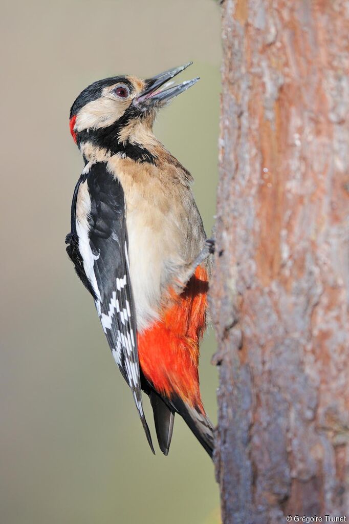 Great Spotted Woodpecker