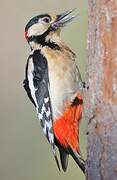 Great Spotted Woodpecker