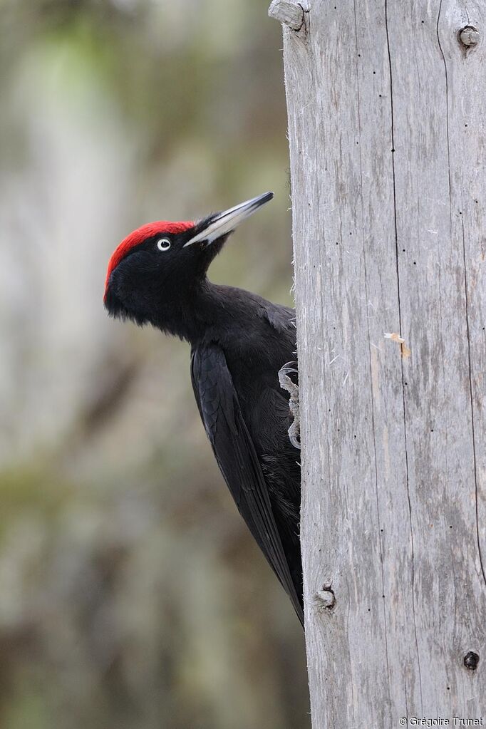 Black Woodpecker