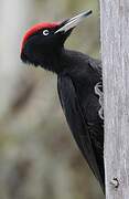 Black Woodpecker