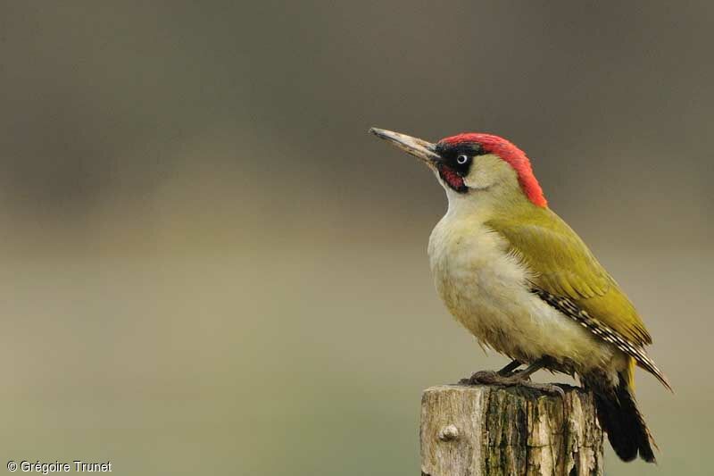 European Green Woodpecker, identification