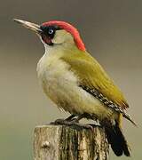 European Green Woodpecker