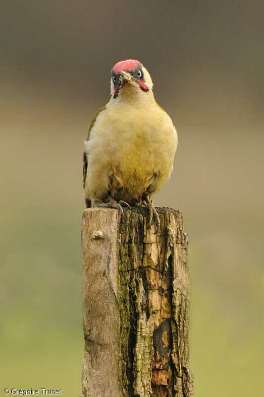 European Green Woodpecker