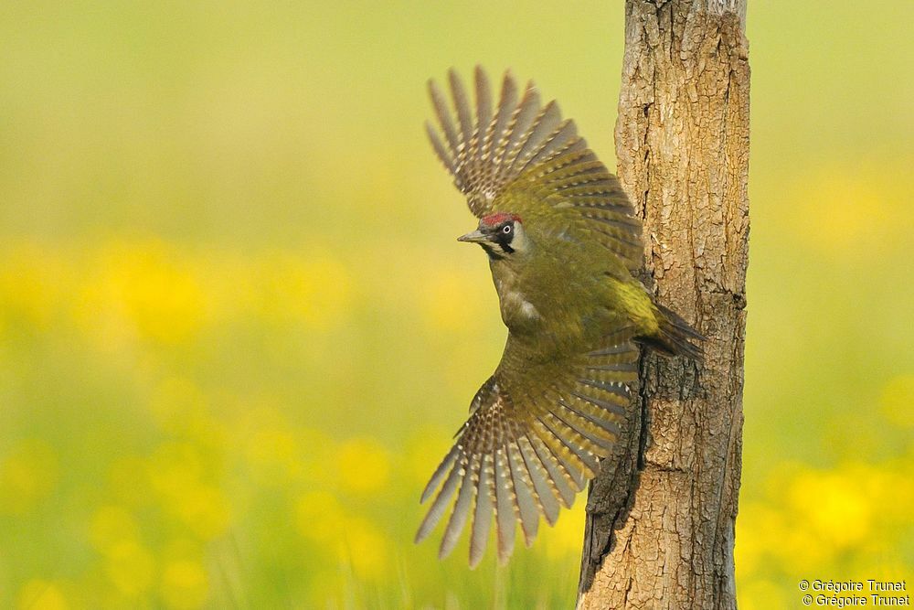 European Green Woodpecker