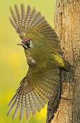 European Green Woodpecker