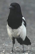 Eurasian Magpie