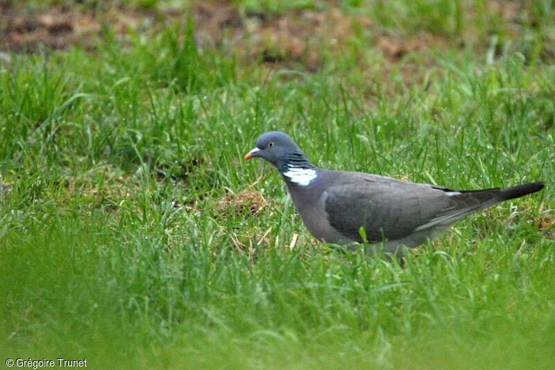 Common Wood Pigeon