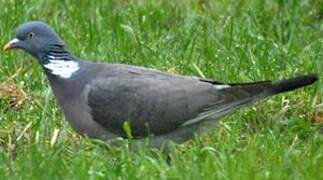 Common Wood Pigeon