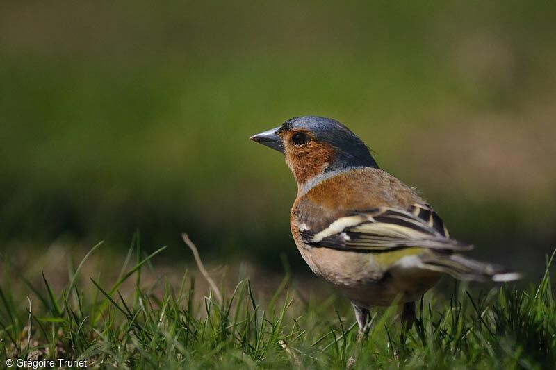 Eurasian Chaffinch