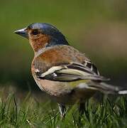 Common Chaffinch