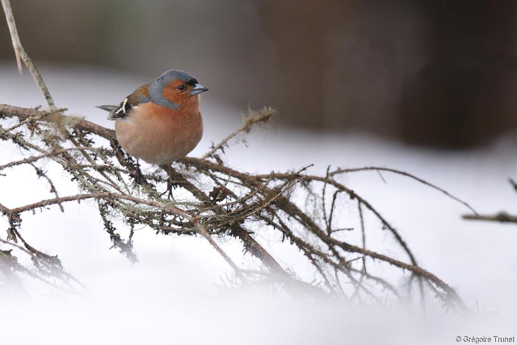 Eurasian Chaffinch