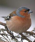 Eurasian Chaffinch