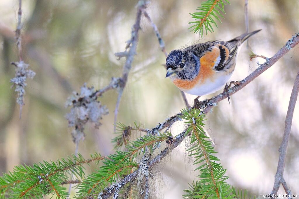 Brambling