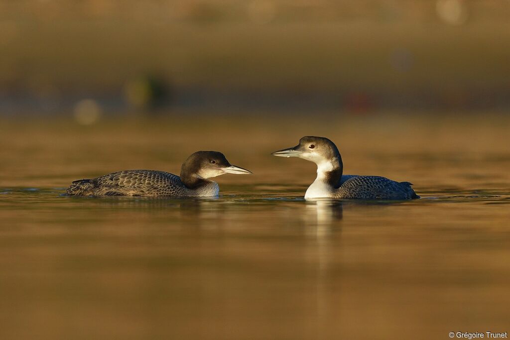 Plongeon imbrin