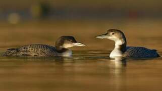 Common Loon