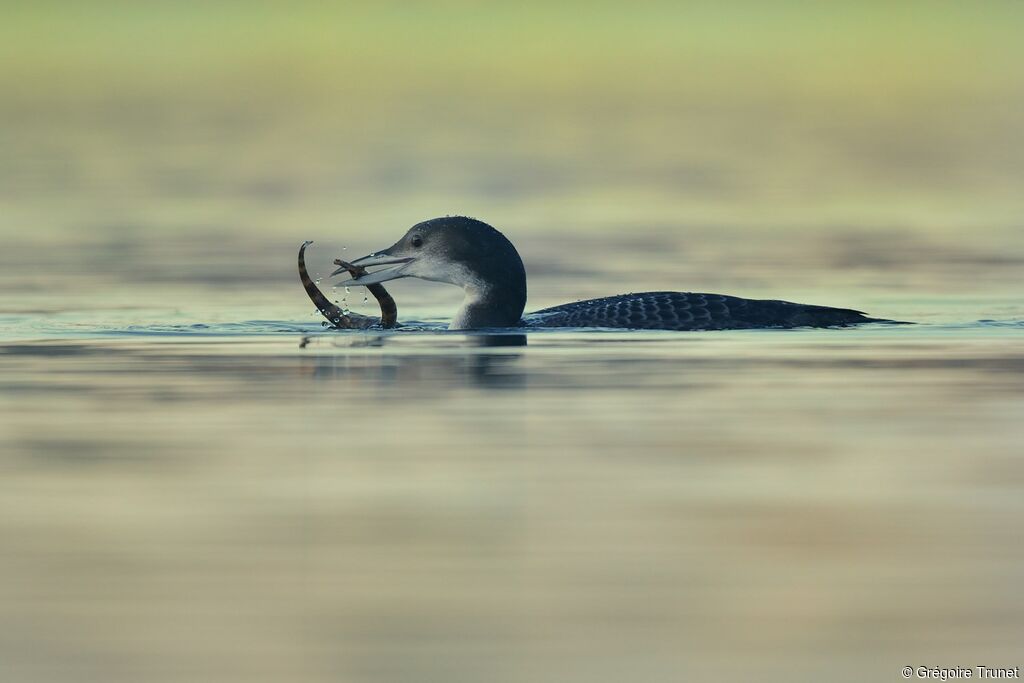 Common Loon