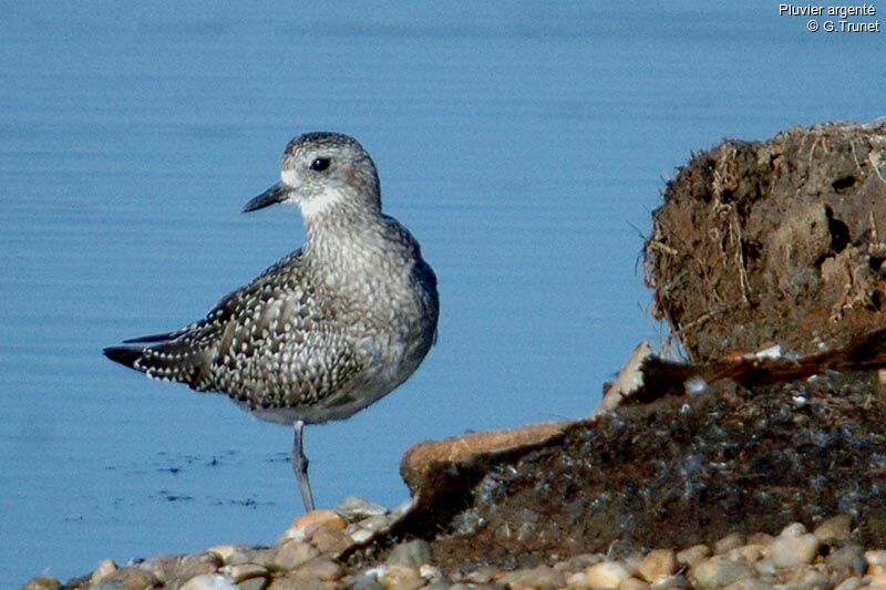 Grey Plover