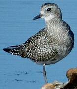 Grey Plover