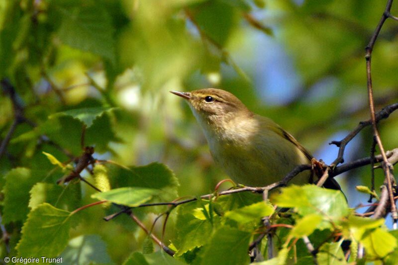 Willow Warbler