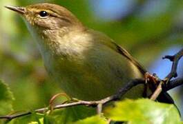 Willow Warbler