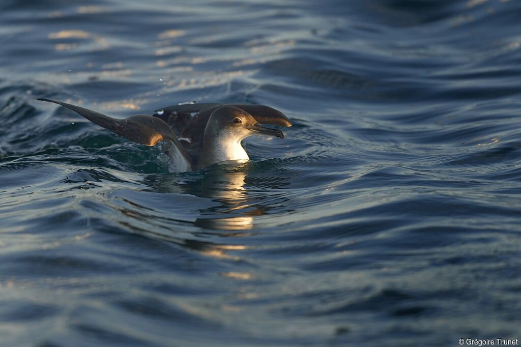 Yelkouan Shearwater