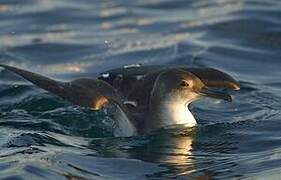 Yelkouan Shearwater