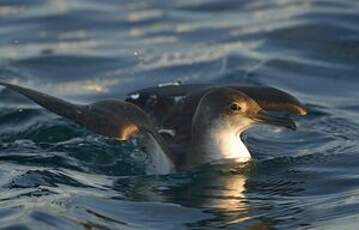 Puffin yelkouan