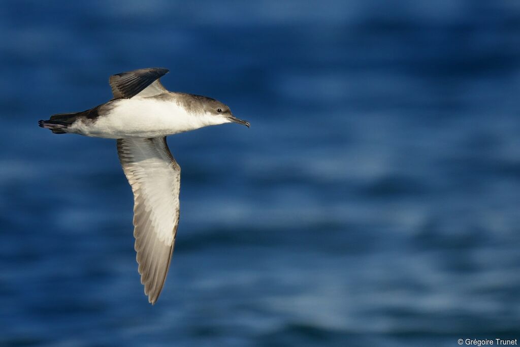 Yelkouan Shearwater