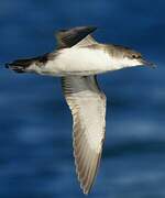 Yelkouan Shearwater