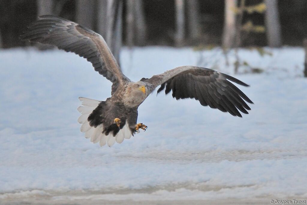 White-tailed Eagle