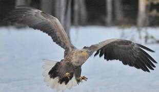 White-tailed Eagle