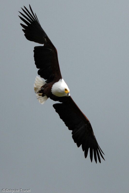 African Fish Eagle