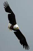 African Fish Eagle