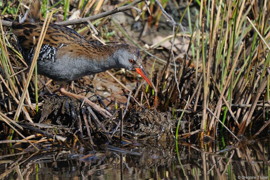 Water Rail