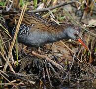 Water Rail