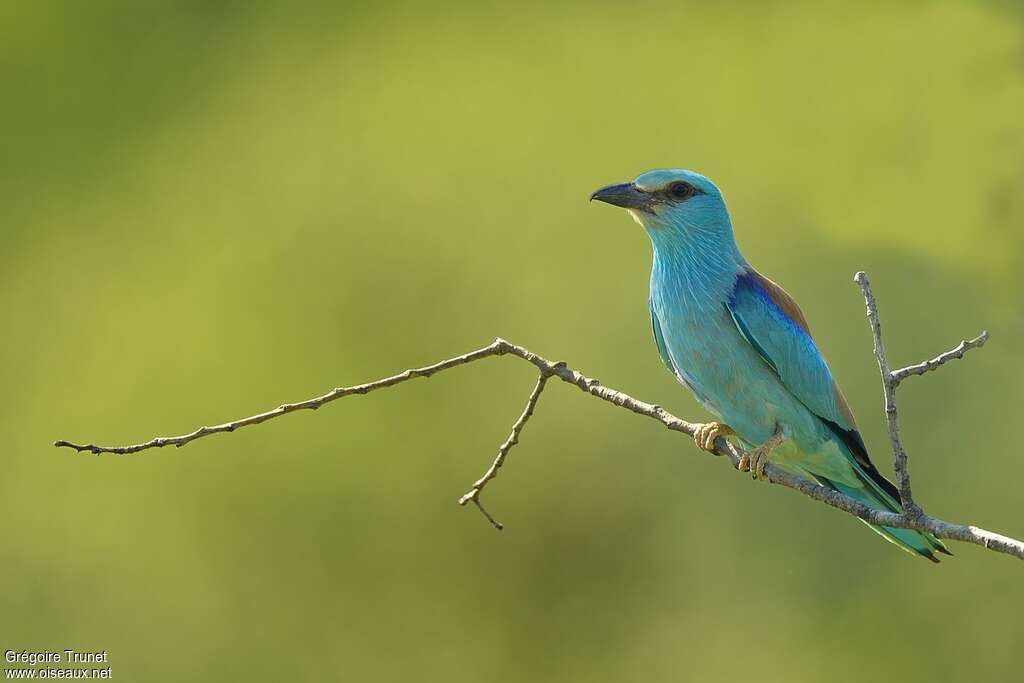 European Rolleradult, identification