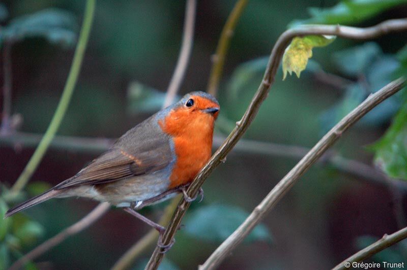 European Robin