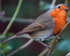 European Robin