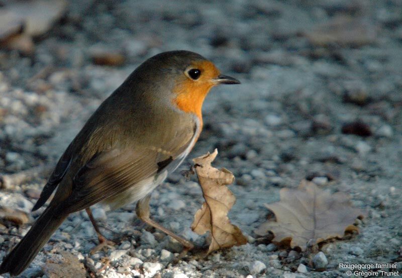 Rougegorge familier