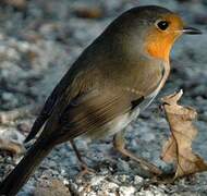 European Robin